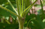 Tall thimbleweed